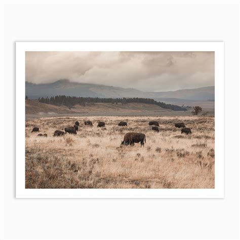 Grazing Bison Herd Art Print by Western Range - Fy