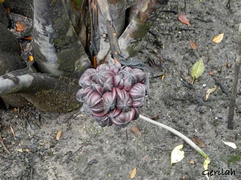 Fruit of the Nipah Palm at Sungei Buloh in Singapore - February 2015 | Flora, Singapore, Fruit