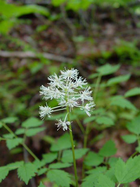 Actaea rubra (red baneberry): Go Botany