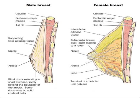 Difference between male and female breast [24]. | Download Scientific ...