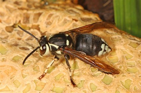 Bald-Faced Hornet l Awesome Deceiver - Our Breathing Planet