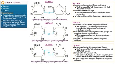 Physiology: Disaccharides | ditki medical & biological sciences