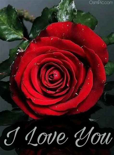 50 Most Beautiful I Love You Roses Images Pics Of Love Roses For Lovers