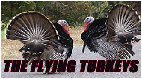 The Flying Turkeys - YouTube