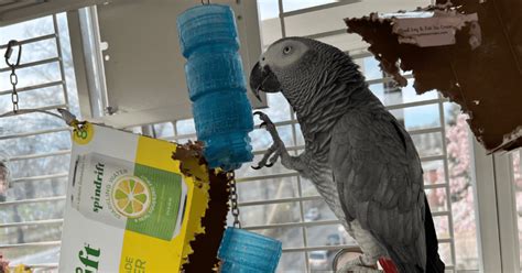 DIY Parrot Foraging Toys: Step By Step Tutorial