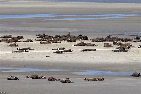 Beaches of Dunkirk lined with film extras to recreate World War II ...