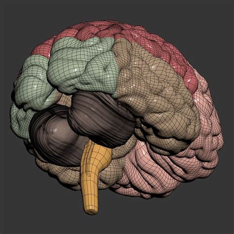 Human Brain and Skull - Anatomy 3D Model by CGShape