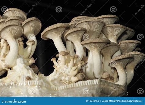 King trumpet mushroom stock photo. Image of french, nature - 13343450