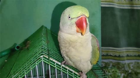 Talking parrot Mithu - YouTube