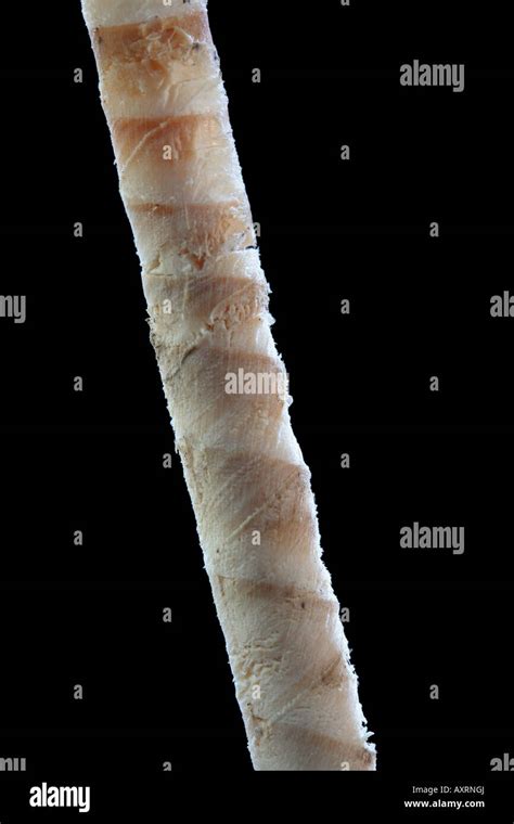 Tree core sample hi-res stock photography and images - Alamy