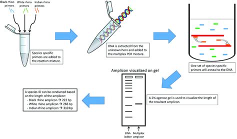 Recent advancements in the diagnostic of human metapneumovirus (hMPV)