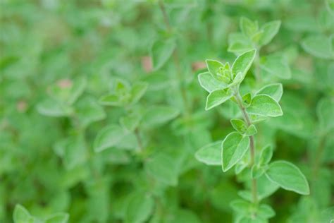 How to Grow Oregano From Seed For Years of Reliable Harvest – Sow Right Seeds