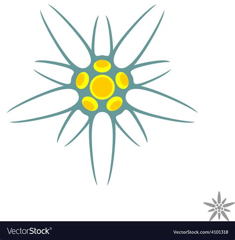 Edelweiss flower simple logo Royalty Free Vector Image