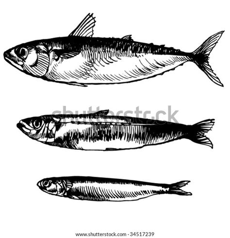 Three Fish Drawing Stock Vector (Royalty Free) 34517239 | Shutterstock