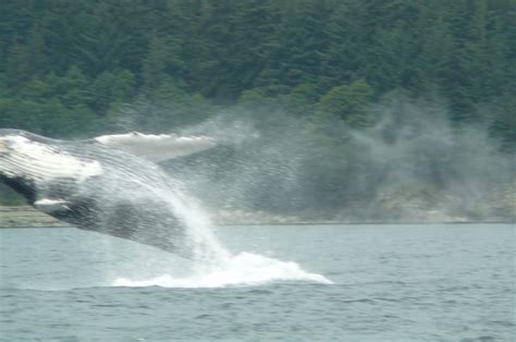 Whale and WildLife Excursion Experience in Juneau, Alaska - Shawn Power