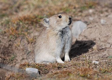 The plateau pika: How this tiny mammal survives winter on the roof of the world