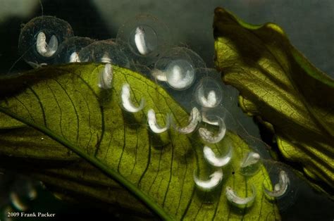 axolotl eggs Axolotl Care, Axolotl Pet, Amphibians, Reptiles, Lizards, Tiger Salamander, Aquatic ...