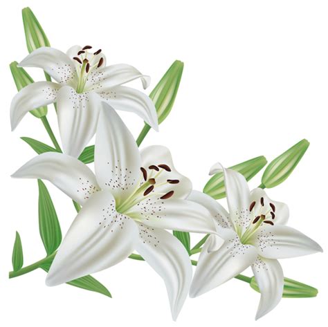 Lilium PNG