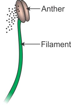 Flower and Structure of Stamen