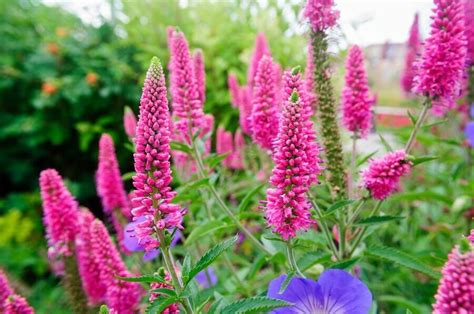 Speedwell (Veronica) Flower Meaning, Types, and Uses - Petal Republic