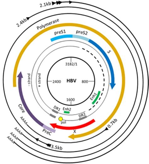 Hepatitis B Virus Genome – SignaGen Blog