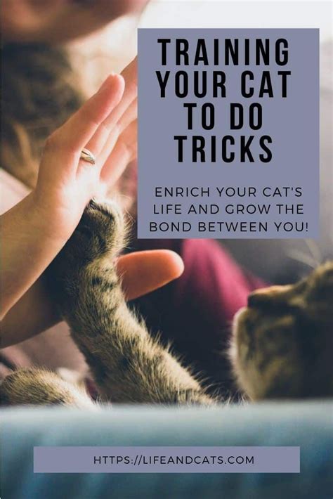 Easy Ways to Train Your Cat - Life & Cats | Cat training tricks, Cat training, Cat hacks