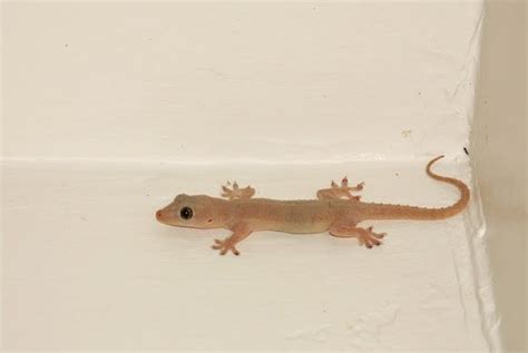 Common House Gecko: Pet or Pest?. In most countries, the sight of ...