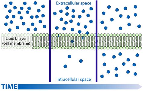 Cell Membrane Structure In Animal Cell: Complete Guide ! – Lambda Geeks