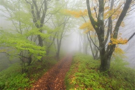 Premium AI Image | A foggy forest with a path in the fog