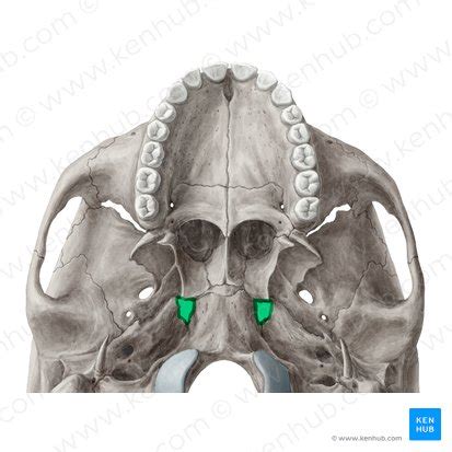 Foramen lacerum: anatomy and function | Kenhub