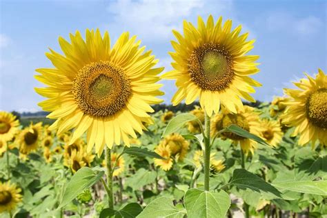 33 Different Types of Sunflowers and Why You Should Grow Them | Types ...