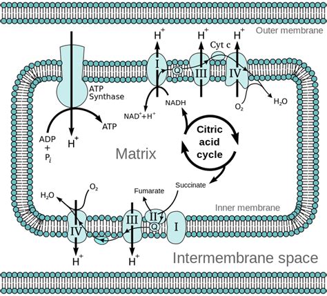 Chemiosmosis - Definition and Examples - Biology Online Dictionary