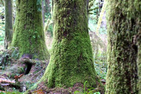 Quinault Rainforest | it's my darlin'