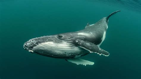 #whale #animals humpback whale #underwater #4K #wallpaper #hdwallpaper #desktop | Whale ...