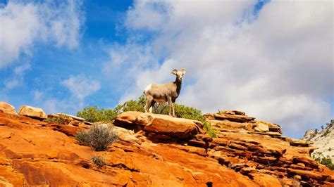 The Traveler's Guide to Zion National Park Wildlife - Mortons on the Move