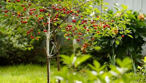 15 Most Popular Dwarf Cherry Trees for Small Spaces – Rennie Orchards ...