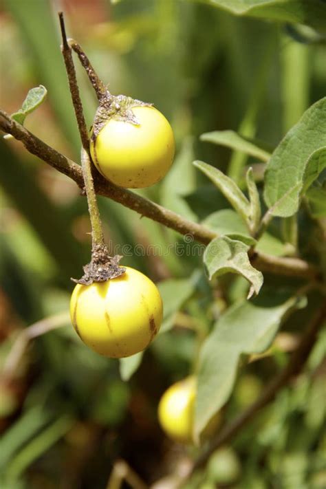 Deadly nightshade stock photo. Image of yellow, nightshade - 19465662