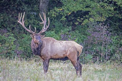 Massive Bull Elk, with Massive Antlers Looking Over His Shoulders ...