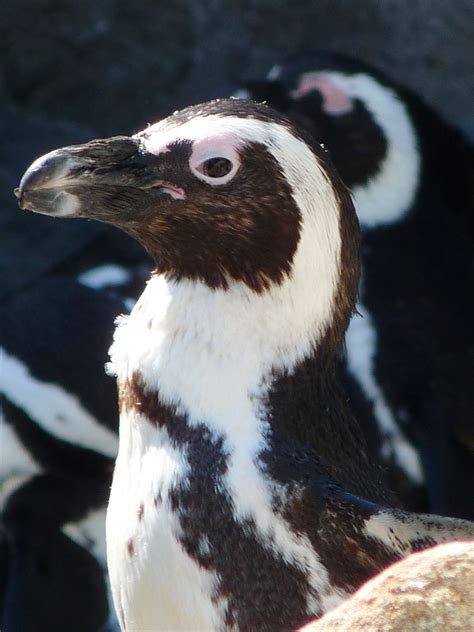 "Today I am grateful for the Mystic Aquarium here in CT. I love to go watch the penguins, they ...