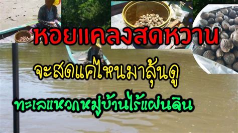 หอยแคลงสดหวานซื้อถึงที่แบบนี้เลย - YouTube