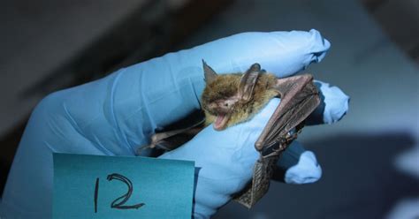 Range-wide Indiana Bat and Northern long-eared Bat Survey Guidelines ...