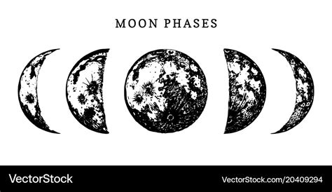 Moon phases image on white background hand drawn Vector Image