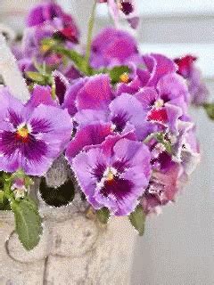 Flowers Pink GIF - Flowers Pink - Discover & Share GIFs