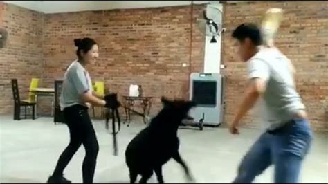 Guard Dog Training | Knine Professional Dog Services