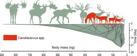 Diversification of cervid body mass across evolutionary time. The ...