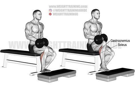 Seated dumbbell one-leg calf raise exercise instructions and video in 2021 | Calf raises ...