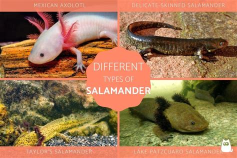 tiger salamander axolotl hybrid | Tiger Salamander