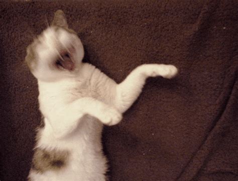 Excited Cat GIF - Find & Share on GIPHY