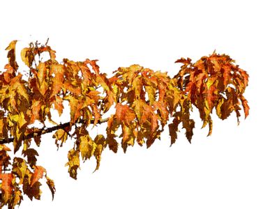 autumn tree branch - PicMix
