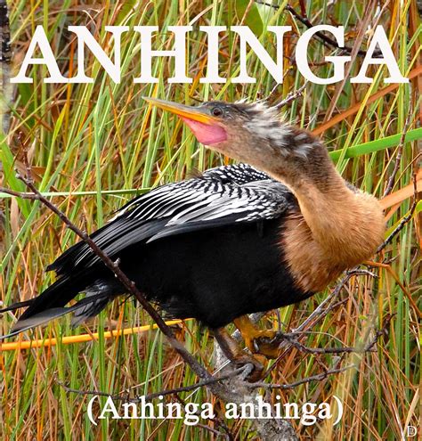 Anhinga The Swimming Bird Photograph by David Lee Thompson